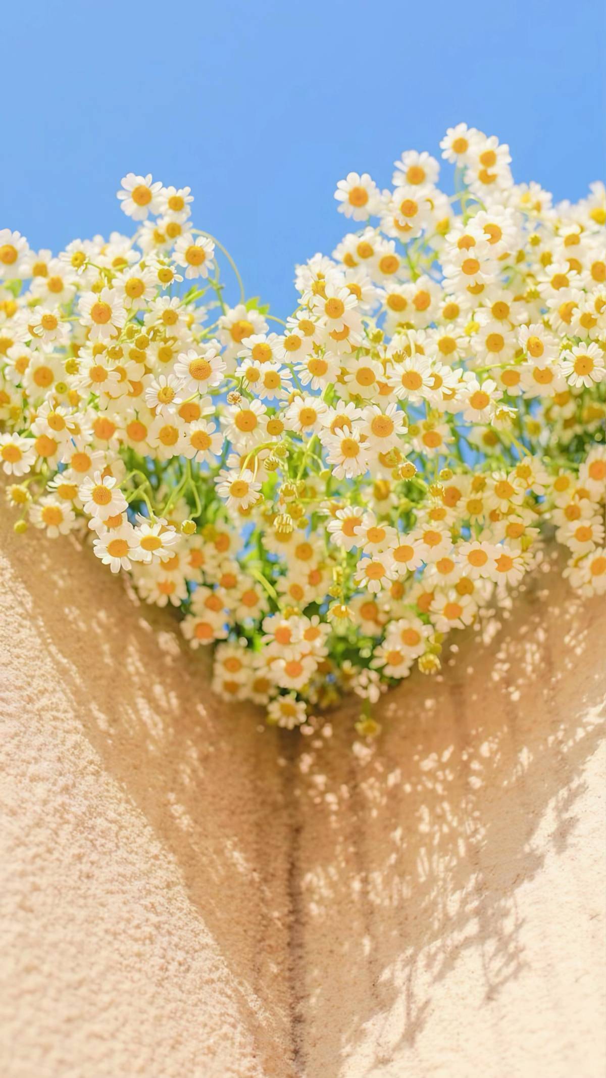 Cartoon Wallpaper 3